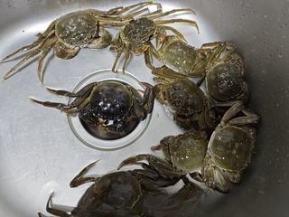 Beer Spicy Crab